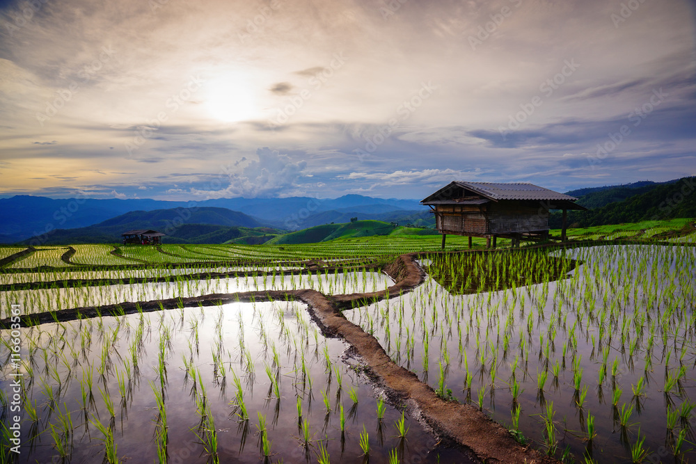Obraz premium Lush green rice field in rainy season. Chiang Mai. Thailand.