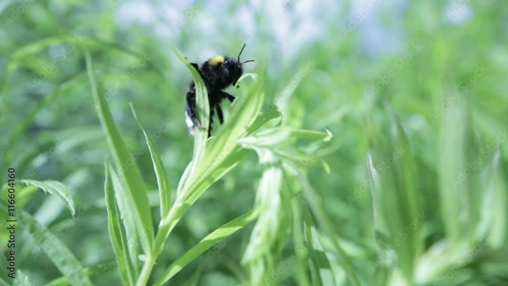 Beautiful summer garden. Bumblebee collecting nectar Beautiful summer garden. Bumblebee collecting nectar