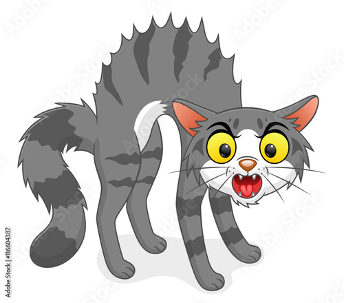 Cat arched back