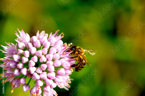 bee pollinating flower © satori