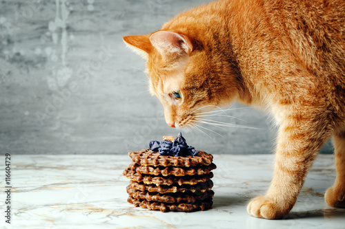 Fototapeta Naklejka Na Ścianę i Meble -  Red Cat Likes Homemade Waffles