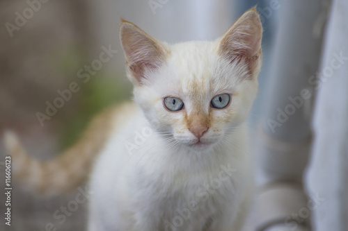 Closeup of a white kitten with beautiful eyes looking at the camera.