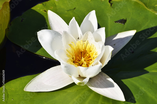 white water lily (Nymphaea alba) photo