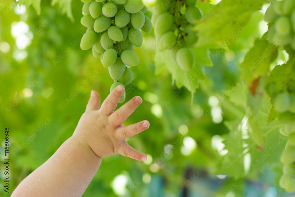 Cute baby hand touching green grapes