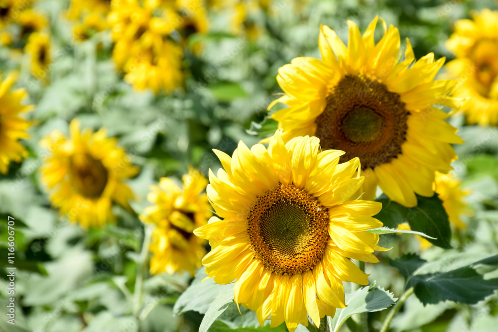 Sunflowers Field