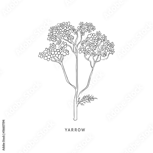 Yarrow Hand Drawn Realistic Sketch