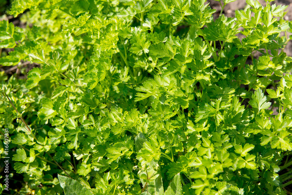 Juicy parsley on a bed in the garden. Vitamin diet for weight loss. Juicy parsley on a bed in the garden. Vitamin diet for weight loss.