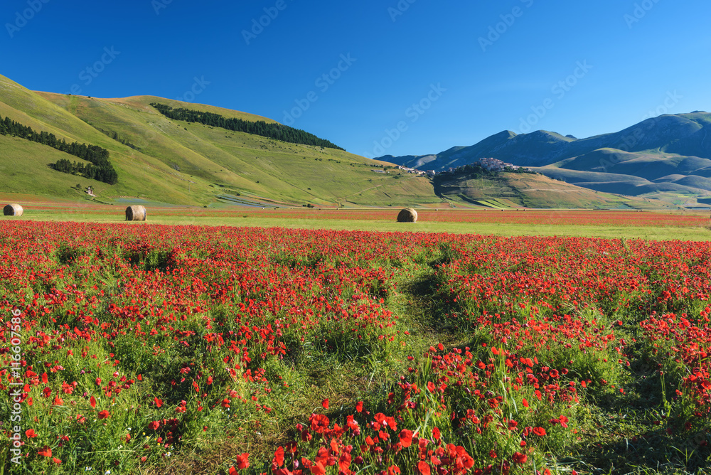 Flowering red poppies during a summer day in Umbria, Italy.