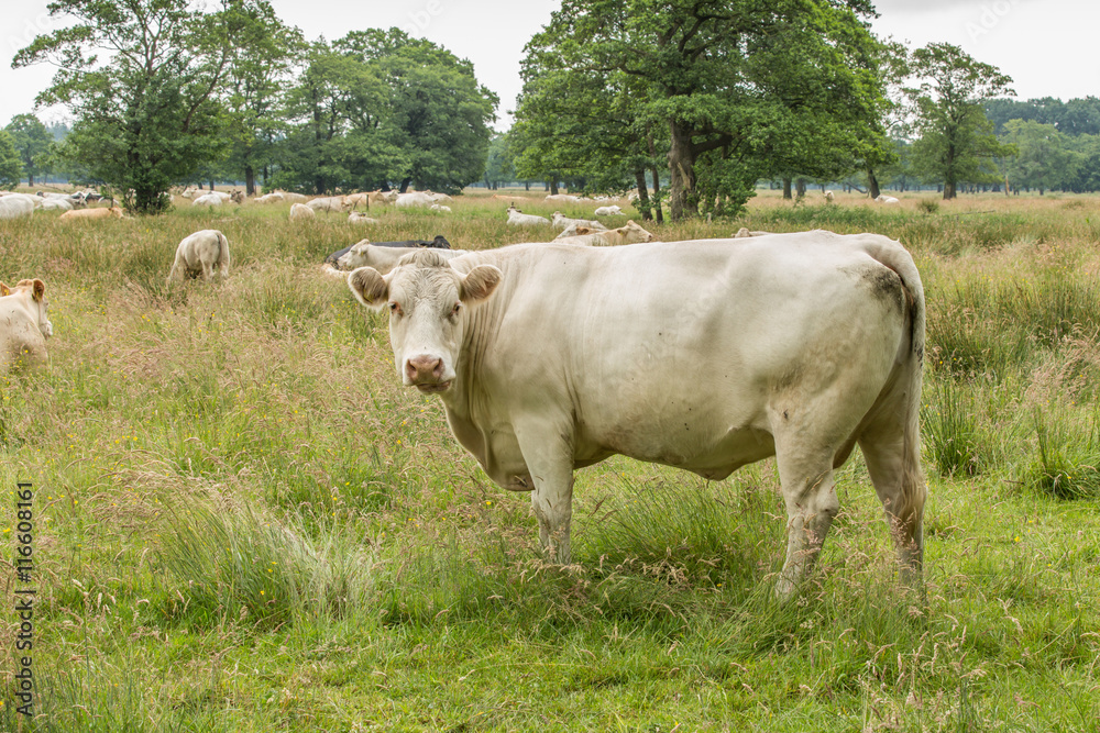 Standing and observing cow in a natural meadow in a nature reserve in the River Valley of the Andersche Diep