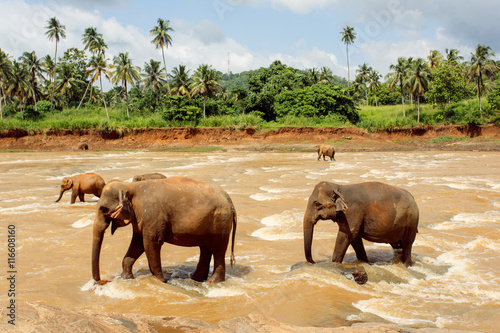 Herd of elephants in the river