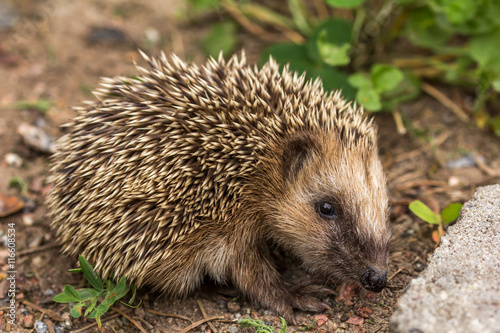 The European hedgehog (Erinaceus europaeus)