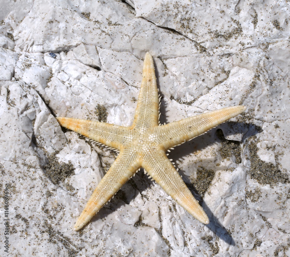 large starfish with five toes on the rock of the sea in summer large starfish with five toes on the rock of the sea in summer