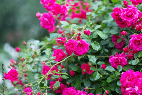 Beautiful pink roses close-up