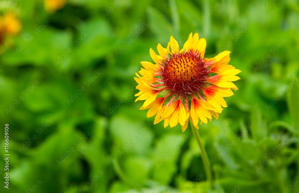 Blooming coneflower (echinacea) growing in garden Blooming coneflower (echinacea) growing in garden