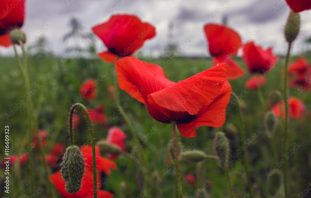 Fototapeta premium wild poppy flower in the field