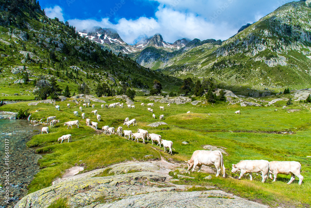Vaches de race gasconne à l'estive au Marcadau dans le Parc National des Pyrénées (Refuge Wallon)