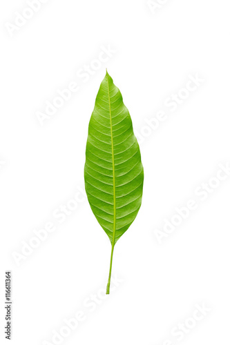 Closeup leaf of mango tree isolated on white background.