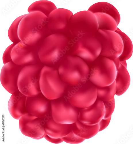single raspberry isolated on white
