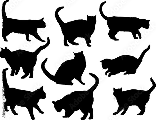 Fototapeta Naklejka Na Ścianę i Meble -  nine isolated black silhouettes of cats