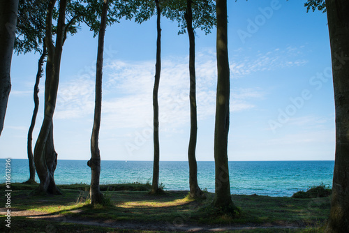 Wald mit Ausblick auf das Meer 2 © WuP Media
