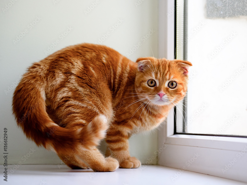 beautiful ginger kitten posing on the window