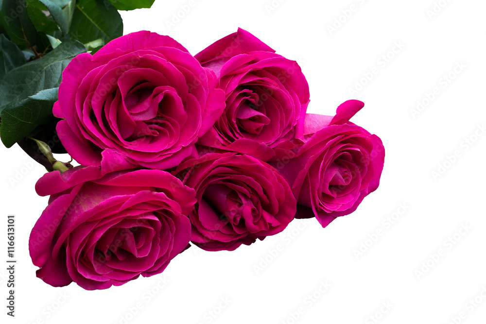 Naklejka premium Bunch of pink roses. Isolated, white background.