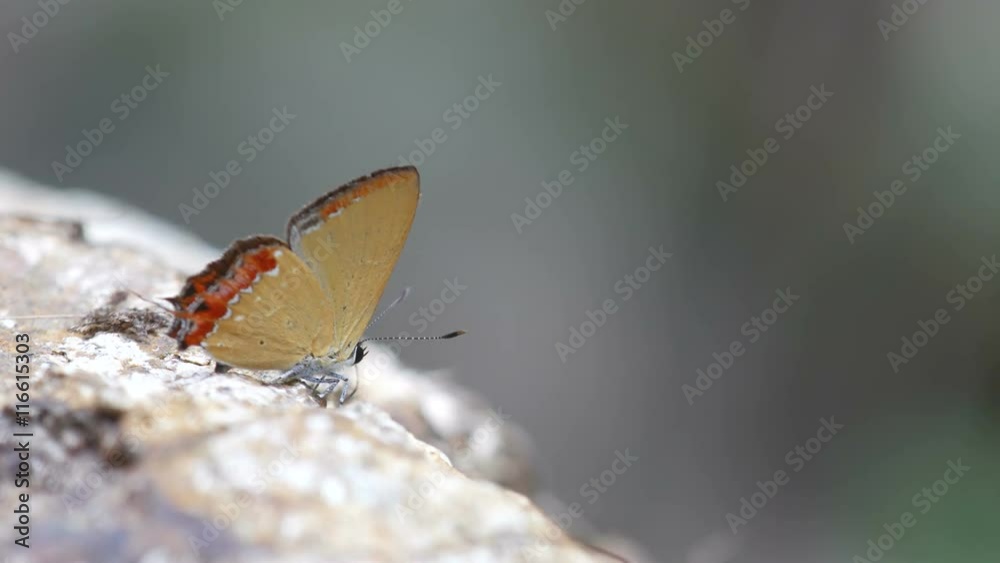 a gossamer-winged butterfly is drinking mineral from rock a gossamer-winged butterfly is drinking mineral from rock
