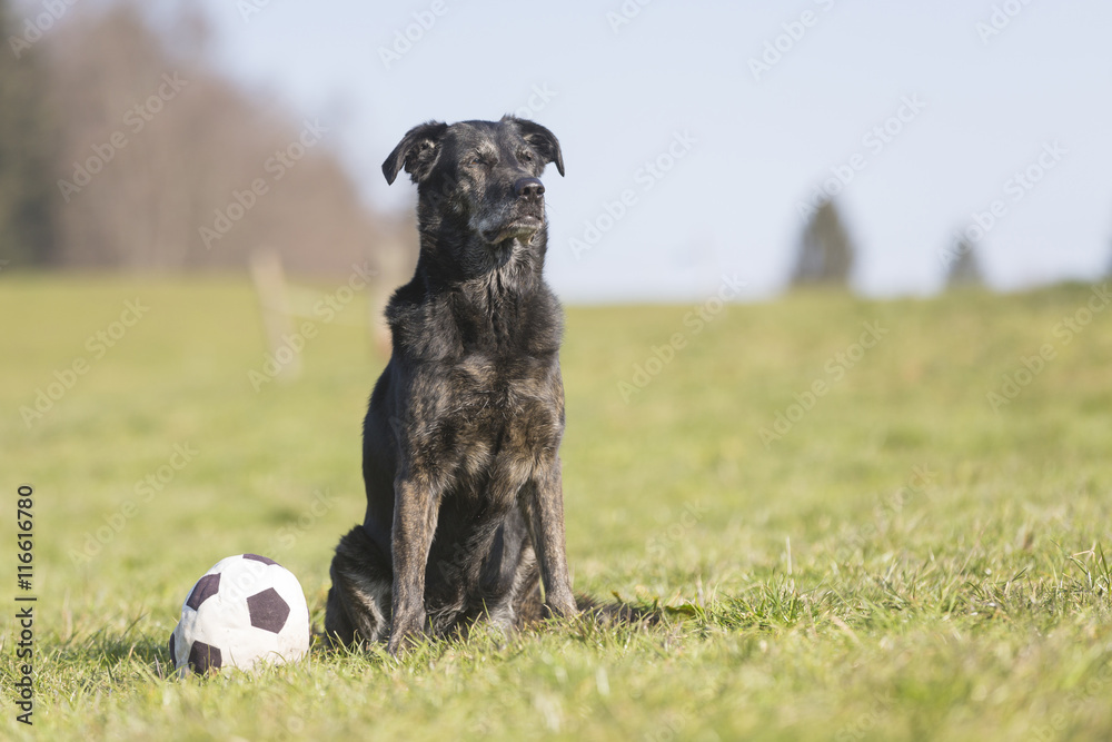 Labrador Labrador