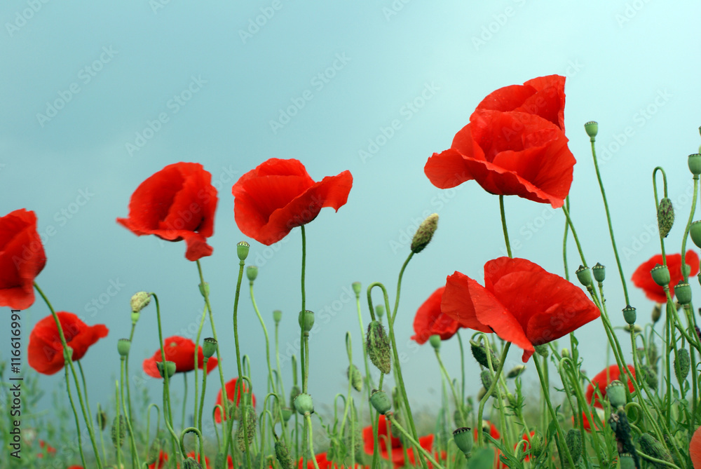 Obraz premium Pole czerwonych maków w lecie