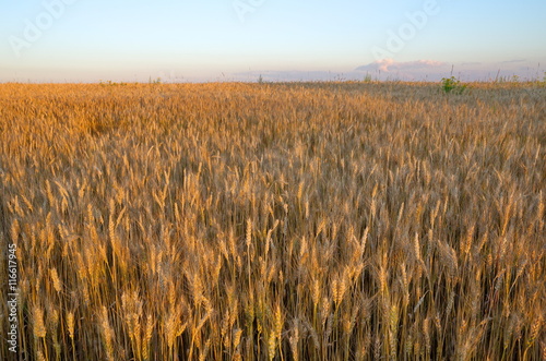 Field of rye at sunset