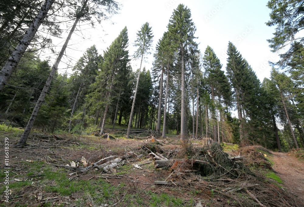 deforestation of conifers and beech trees deforestation of conifers and beech trees