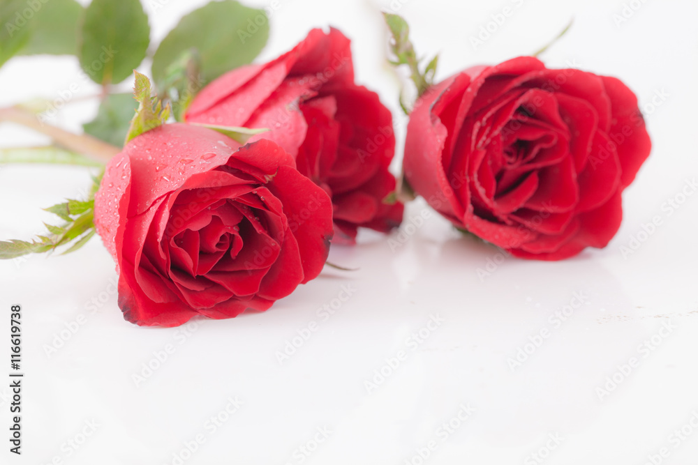 Red rose Red rose