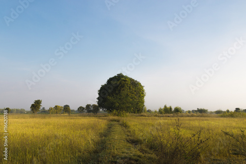 a tree standing in center of earthen dyke between by rice farm