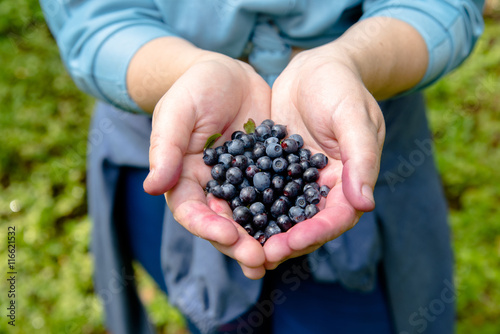woman holding a handful of forest blueberries