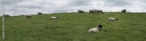 Panorama Schafe im Sommer