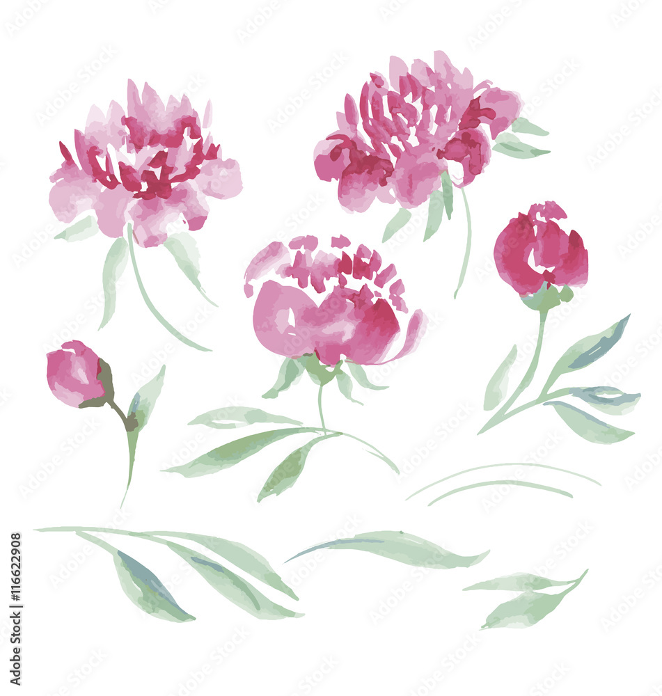 pink peony watercolor flowers kit for design. watercolor hand dr