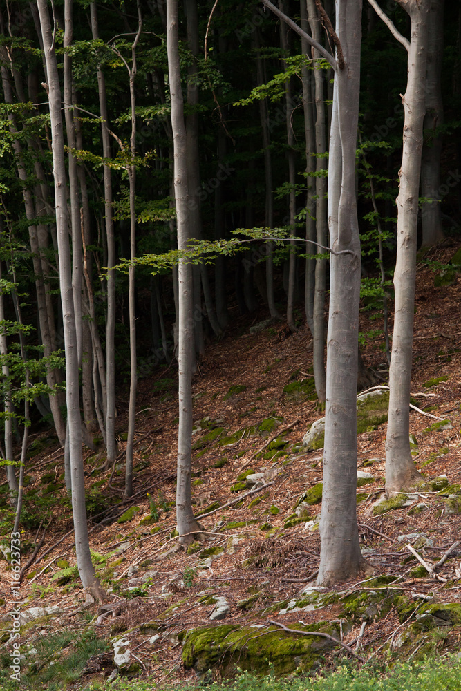 Beech trees on a mountainside Beech trees on a mountainside