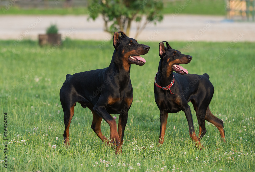 Two black dobermans on the grass Two black dobermans on the grass