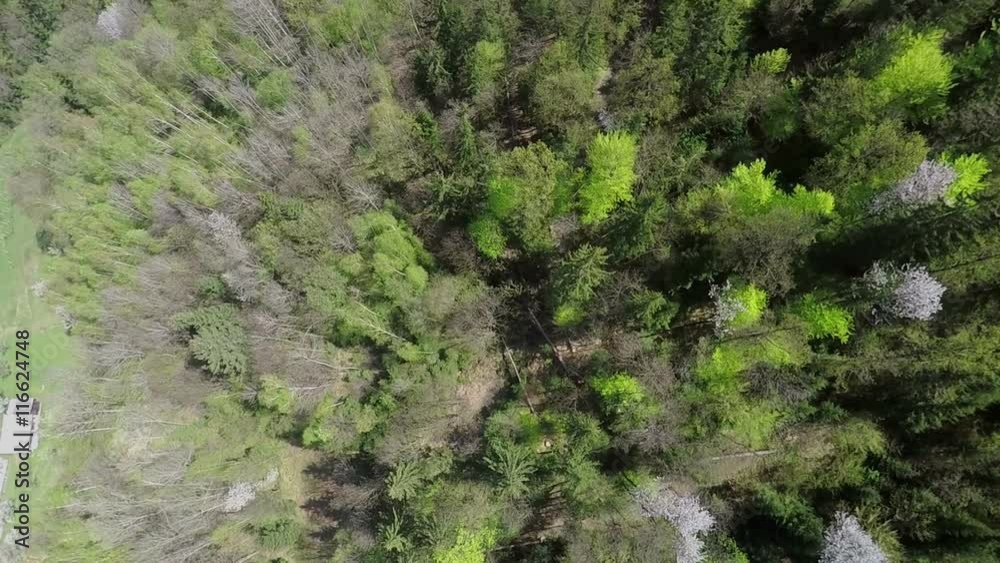 We can see beautiful coniferous and foliaceous tree in a forest in the spring time. Raised-relief map. Wide-angle shot.
We can see beautiful coniferous and foliaceous tree in a forest in the spring time. Raised-relief map. Wide-angle shot.