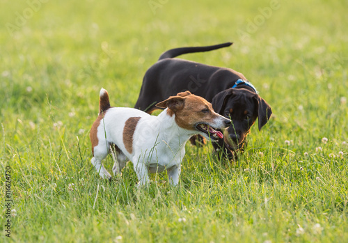 Black doberman puppy with jack russel terrier