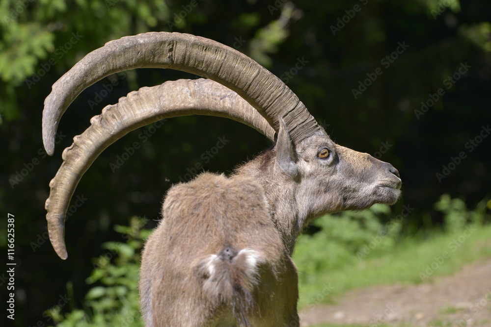 Closeup male Alpine ibex (Capra ibex) in the mountains of the Alps from around chamonix-Mont-blanc in France
