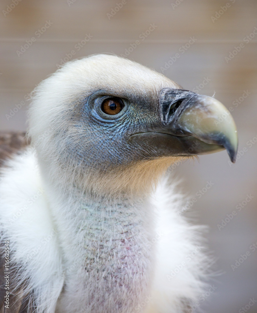 Portrait of a young white vulture Portrait of a young white vulture