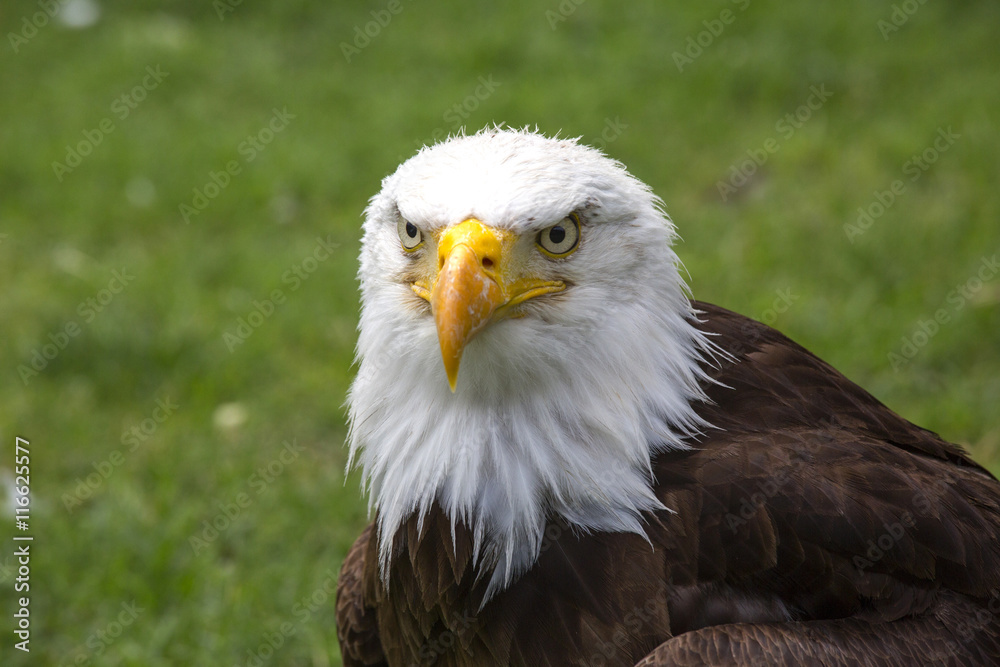Obraz premium Beautiful north american bald eagle