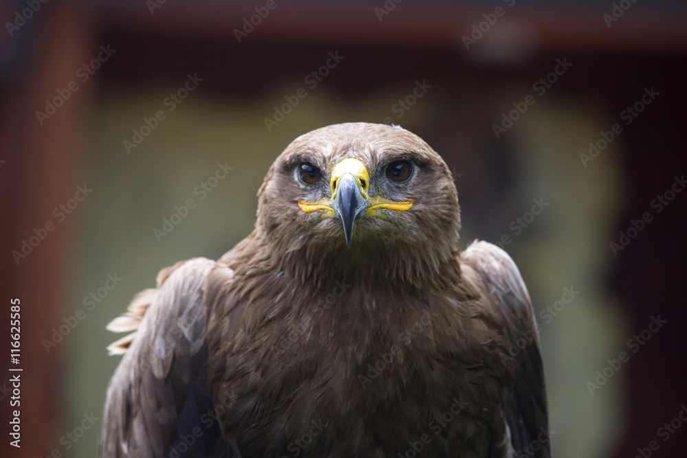 Steppe Eagle, Aquila nipalensis, detail of eagles head. Steppe Eagle, Aquila nipalensis, detail of eagles head.