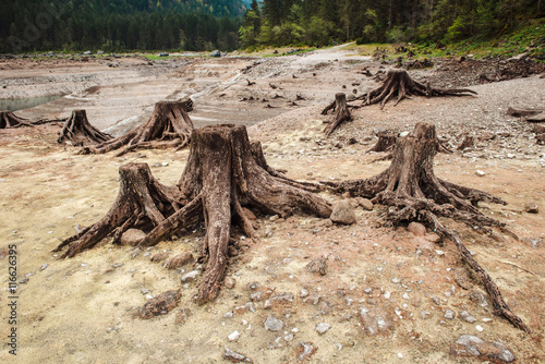 Fotografija Consequences of deforestation in mountain