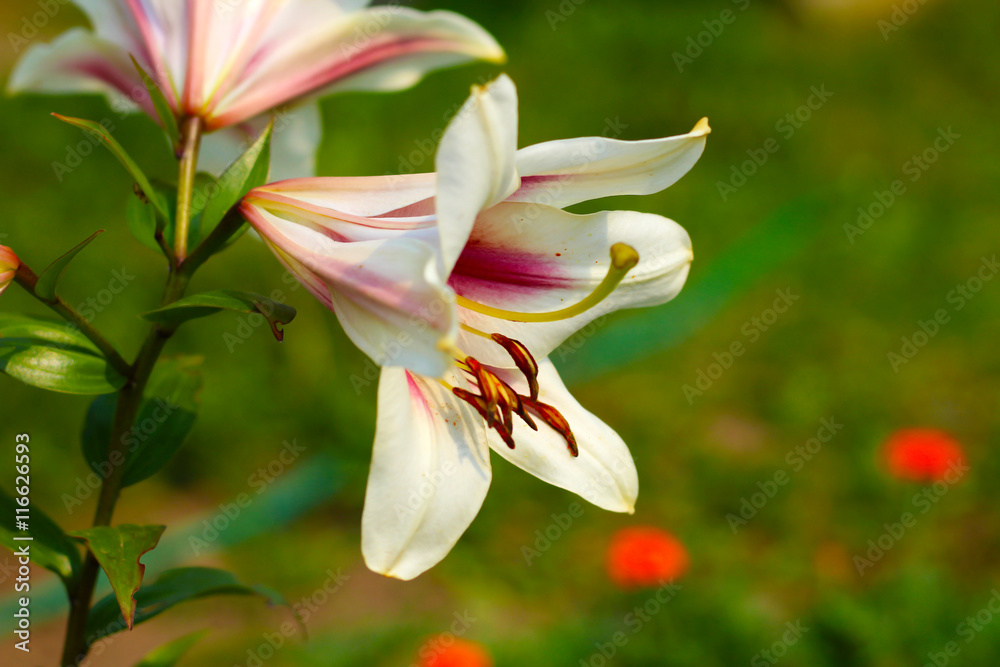 Fototapeta premium Beautiful lilies