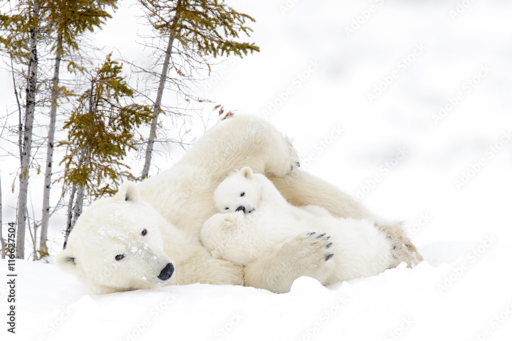 Polar bear mother (Ursus maritimus) with two cubs, Wapusk National Park, Manitoba, Canada Polar bear mother (Ursus maritimus) with two cubs, Wapusk National Park, Manitoba, Canada