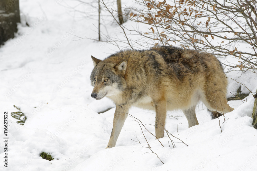 Adult Eurasian wolf (Canis lupus lupus) walking in the snow, Germany