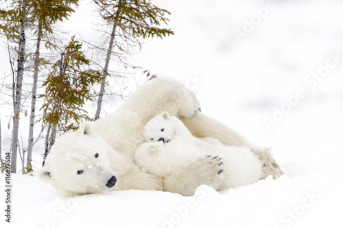 Polar bear mother (Ursus maritimus) with two cubs, Wapusk National Park, Manitoba, Canada photo