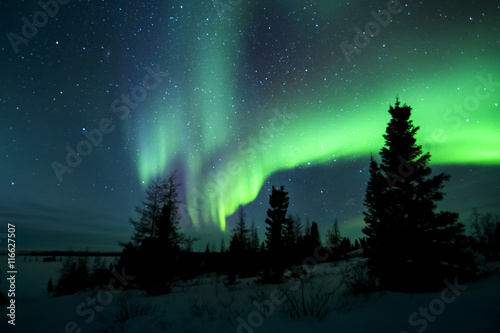 Aurora borealis, northern lights, wapusk national park, Manitoba, Canada. photo